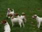 MAGOR - hodowla Jack Russell Terriera