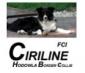 CIRILINE - Hodowla psw Border Collie
