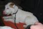 Hodowla Jack Russell Terrier