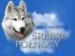 Siberian Husky-Srebro Pnocy FCI