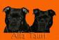 Staffordshire Bull Terrier - hodowla Alfa Tauri
