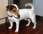 Jack Russell Terrier gladkowosy reproduktor