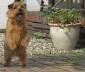 Norfolk Terrier- szczenita z zagranicznego krycia