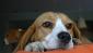 Hodowla Beagle - RAINING DOG /FCI/