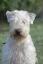 Irish Soft Coated Wheaten Terrier- Terier pszeniczny- SZCZENITA