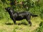 Labrador retriever - Chosna - miot