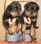 Hodowla SKORDATURA -pikne szczenita rasy Rottweiler